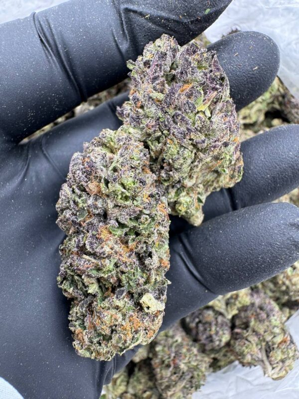 Where to buy Gaslato strain in Santa Fe NM?, What Gaslato strain is available near me in Santa Fe NM?, Best deals on Gaslato strain in Santa Fe NM?, Which Santa Fe dispensaries sell Gaslato strain?, Can I order Gaslato strain online in Santa Fe?, Where to buy Gaslato strain in Las Cruces NM?, What Gaslato strain is available near me in Las Cruces NM?, Best deals on Gaslato strain in Las Cruces NM?, Which Las Cruces dispensaries sell Gaslato strain?, Can I order Gaslato strain online in Las Cruces?, Where can I find Gaslato strain in Houston TX?, What forms of Gaslato strain are sold in Houston TX?, Best price for Gaslato strain Houston TX?, Which stores in Houston carry Gaslato strain?, Is it legal to buy Gaslato strain in Houston?, Where to purchase Gaslato strain in New Britain CT?, What types of Gaslato strain are stocked in New Britain CT?, Best place to buy Gaslato strain New Britain CT?, Which shops in New Britain sell Gaslato strain?, Is Gaslato strain delivered in New Britain?, Where can I get Gaslato strain in Huntington WV?, What Gaslato strain is currently available in Huntington WV?, Cheapest Gaslato strain in Huntington WV?, Which Huntington stores sell Gaslato strain?, How to buy Gaslato strain in Huntington online?, Where to buy Gaslato strain in Manchester CT?, What's the selection of Gaslato strain in Manchester CT?, Best local deals on Gaslato strain Manchester CT?, Which Manchester dispensaries have Gaslato strain in stock?, Do any shops deliver Gaslato strain in Manchester?, Where do I find Gaslato strain in Bloomington IN?, What is the range of Gaslato strain in Bloomington IN?, Best rated Gaslato strain in Bloomington IN?, Which Bloomington stores sell Gaslato strain?, Can you buy Gaslato strain online in Bloomington?, Where to find Gaslato strain in Cheyenne WY?, What types of Gaslato strain can I buy in Cheyenne WY?, Best value Gaslato strain in Cheyenne WY?, Which stores near me in Cheyenne carry Gaslato strain?, Can I get Gaslato strain delivered to Cheyenne?, Where to purchase Gaslato strain in Johnson City TN?, What Gaslato strain can I buy in Johnson City TN?, Best deals on Gaslato strain Johnson City TN?, Which Johnson City dispensaries stock Gaslato strain?, Can I order Gaslato strain online for delivery in Johnson City?, Where to buy Gaslato strain in Waterloo IA?, What is the best Gaslato strain available in Waterloo IA?, Best price on Gaslato strain Waterloo IA?, Which stores in Waterloo have Gaslato strain for sale?, How to find Gaslato strain in Waterloo?, Where can I buy Gaslato strain in Kyle TX?, What Gaslato strain is available near me in Kyle TX?, Best deals on Gaslato strain in Kyle TX?, Which Kyle dispensaries sell Gaslato strain?, Can I order Gaslato strain online in Kyle?