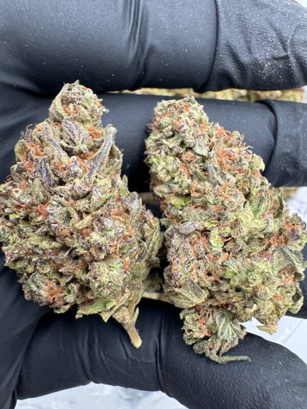 Where to buy stardawg strain in Santa Fe NM?, What stardawg strain is available near me in Santa Fe NM?, Best deals on stardawg strain in Santa Fe NM?, Which Santa Fe dispensaries sell stardawg strain?, Can I order stardawg strain online in Santa Fe?, Where to buy stardawg strain in Las Cruces NM?, What stardawg strain is available near me in Las Cruces NM?, Best deals on stardawg strain in Las Cruces NM?, Which Las Cruces dispensaries sell stardawg strain?, Can I order stardawg strain online in Las Cruces?, Where can I find stardawg strain in Houston TX?, What forms of stardawg strain are sold in Houston TX?, Best price for stardawg strain Houston TX?, Which stores in Houston carry stardawg strain?, Is it legal to buy stardawg strain in Houston?, Where to purchase stardawg strain in New Britain CT?, What types of stardawg strain are stocked in New Britain CT?, Best place to buy stardawg strain New Britain CT?, Which shops in New Britain sell stardawg strain?, Is stardawg strain delivered in New Britain?, Where can I get stardawg strain in Huntington WV?, What stardawg strain is currently available in Huntington WV?, Cheapest stardawg strain in Huntington WV?, Which Huntington stores sell stardawg strain?, How to buy stardawg strain in Huntington online?, Where to buy stardawg strain in Manchester CT?, What's the selection of stardawg strain in Manchester CT?, Best local deals on stardawg strain Manchester CT?, Which Manchester dispensaries have stardawg strain in stock?, Do any shops deliver stardawg strain in Manchester?, Where do I find stardawg strain in Bloomington IN?, What is the range of stardawg strain in Bloomington IN?, Best rated stardawg strain in Bloomington IN?, Which Bloomington stores sell stardawg strain?, Can you buy stardawg strain online in Bloomington?, Where to find stardawg strain in Cheyenne WY?, What types of stardawg strain can I buy in Cheyenne WY?, Best value stardawg strain in Cheyenne WY?, Which stores near me in Cheyenne carry stardawg strain?, Can I get stardawg strain delivered to Cheyenne?, Where to purchase stardawg strain in Johnson City TN?, What stardawg strain can I buy in Johnson City TN?, Best deals on stardawg strain Johnson City TN?, Which Johnson City dispensaries stock stardawg strain?, Can I order stardawg strain online for delivery in Johnson City?, Where to buy stardawg strain in Waterloo IA?, What is the best stardawg strain available in Waterloo IA?, Best price on stardawg strain Waterloo IA?, Which stores in Waterloo have stardawg strain for sale?, How to find stardawg strain in Waterloo?, Where can I buy stardawg strain in Kyle TX?, What stardawg strain is available near me in Kyle TX?, Best deals on stardawg strain in Kyle TX?, Which Kyle dispensaries sell stardawg strain?, Can I order stardawg strain online in Kyle?